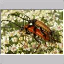 Corymbia rubra - Rothalsbock 02.jpg